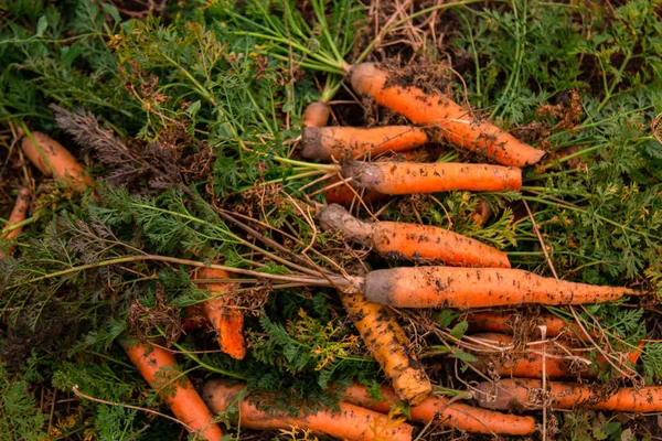 freshly picked carrots in the garden. fresh vegetables season. gardening and healthy eating concept. Vegetarianism.