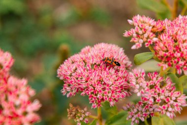 Yumuşak pembe çiçekler sonbahar bahçesinde bir arka plan olarak çiçek açar. Arılar bitkileri döller. Yatay olarak. 8 Mart, Anneler Günü, bir lider, kartpostal, çizim. Tatil kavramı.
