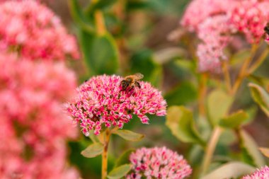 Yumuşak pembe çiçekler sonbahar bahçesinde bir arka plan olarak çiçek açar. Arılar bitkileri döller. Yatay olarak. 8 Mart, Anneler Günü, bir lider, kartpostal, çizim. Tatil kavramı.