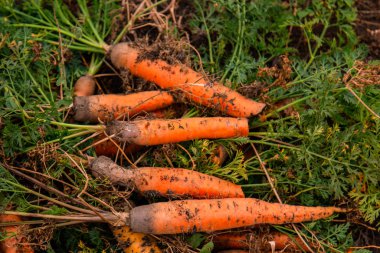 Bahçede yeni toplanmış havuçlar. Taze sebze mevsimi. Bahçıvanlık ve sağlıklı beslenme konsepti. Vejetaryenlik.