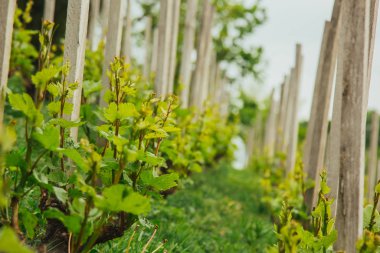İlkbaharda üzüm fidanlığı. Dedikodu. Şarap tarlada yetişiyor. Tarım. Yapraklı taze üzümler. Meyve. Yaz mevsiminin başlarında üzüm bağları.
