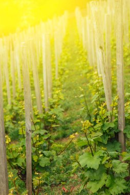 İlkbaharda üzüm fidanlığı. Dedikodu. Şarap tarlada yetişiyor. Tarım. Yapraklı taze üzümler. Meyve. Yaz mevsiminin başlarında üzüm bağları.