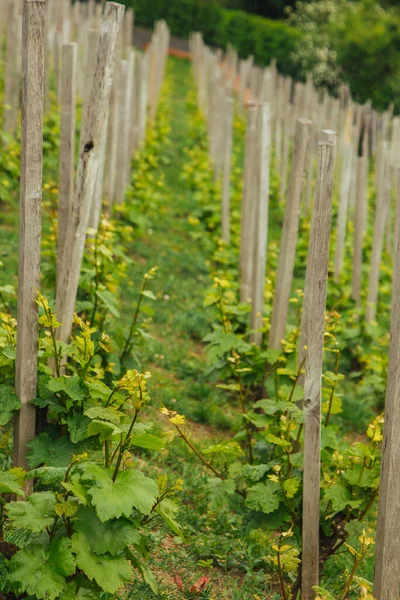 Plantation of grapes bearing vines in spring. Grapevine. Wine growing in the field. Agriculture. Young grapes with leaves. Fruit. Vineyard in early summer time.