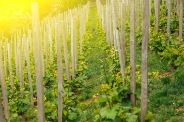 İlkbaharda üzüm fidanlığı. Dedikodu. Şarap tarlada yetişiyor. Tarım. Yapraklı taze üzümler. Meyve. Yaz mevsiminin başlarında üzüm bağları.