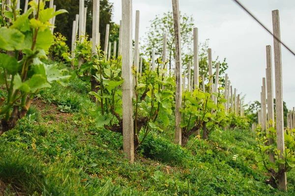 Plantation of grapes bearing vines in spring. Grapevine. Wine growing in the field. Agriculture. Young grapes with leaves. Fruit. Vineyard in early summer time.