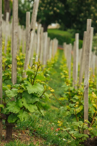 Plantation of grapes bearing vines in spring. Grapevine. Wine growing in the field. Agriculture. Young grapes with leaves. Fruit. Vineyard in early summer time.