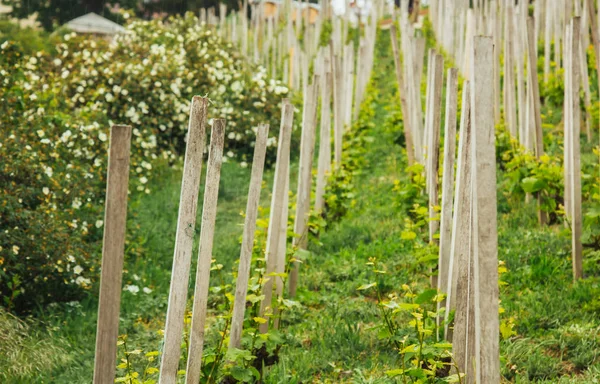 Plantation of grapes bearing vines in spring. Grapevine. Wine growing in the field. Agriculture. Young grapes with leaves. Fruit. Vineyard in early summer time.