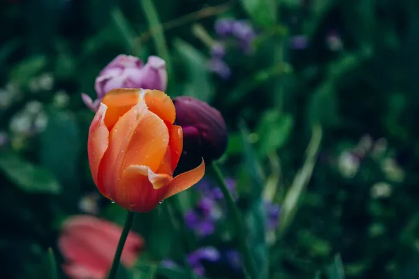 Vacaciones coloridas o fondo panorámico de cumpleaños con jardín de flores de tulipán, rojo, amarillo, blanco, jardín de flores Keukenhof, Países Bajos, Holanda . —  Fotos de Stock