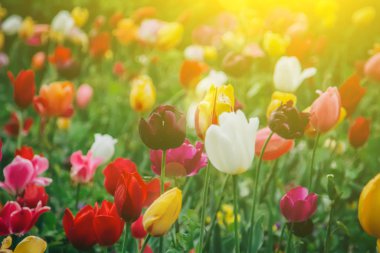 Renkli tatil ya da doğum günü panoramik arka planı lale çiçeği bahçesi, kırmızı, sarı, beyaz, Keukenhof çiçek bahçesi, Hollanda.