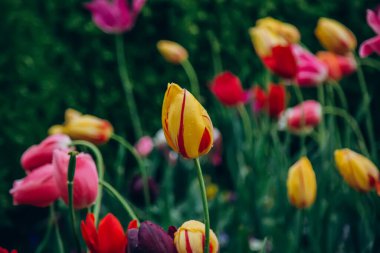 Renkli tatil ya da doğum günü panoramik arka planı lale çiçeği bahçesi, kırmızı, sarı, beyaz, Keukenhof çiçek bahçesi, Hollanda.
