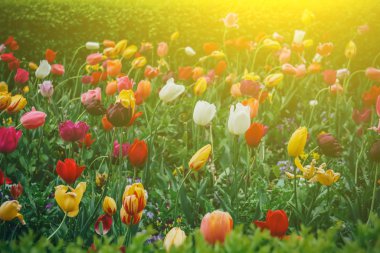 Renkli tatil ya da doğum günü panoramik arka planı lale çiçeği bahçesi, kırmızı, sarı, beyaz, Keukenhof çiçek bahçesi, Hollanda.