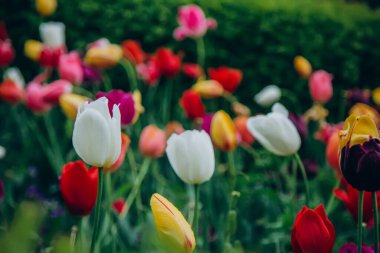 Renkli tatil ya da doğum günü panoramik arka planı lale çiçeği bahçesi, kırmızı, sarı, beyaz, Keukenhof çiçek bahçesi, Hollanda.
