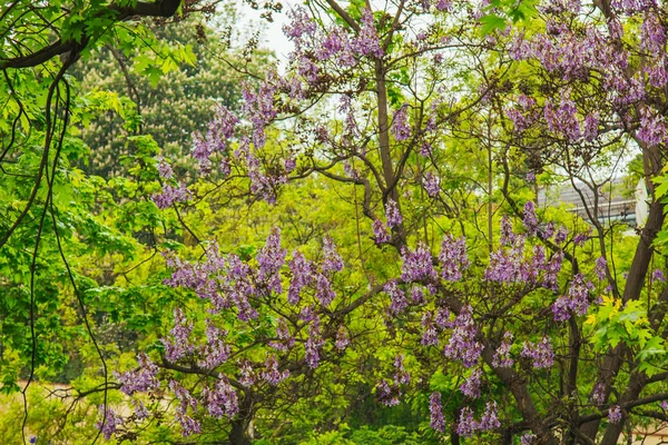 Kvetoucí vistárie krásné květiny v zahradě. — Stock fotografie