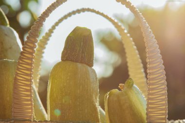 Salatada sebze yemek sağlıklı. İyi hasat. Yakın plan. Bahçedeki ahşap bir masada sepetteki taze organik kabak.