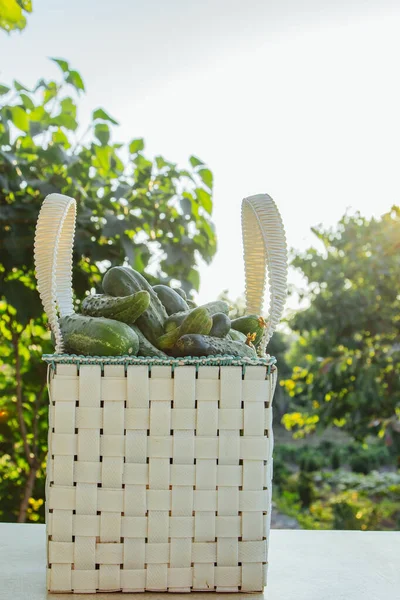Fresh Organic Cucumbers Basket Wooden Table Garden Healthy Eating Vegetables — Stock Photo, Image