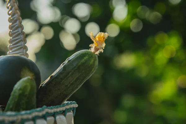 Frische Bio Gurken Einem Korb Auf Einem Holztisch Garten Gesunde — Stockfoto