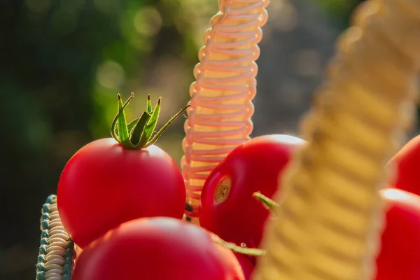 Alimentación Saludable Verduras Ensalada Buena Cosecha Primer Plano Tomates Orgánicos — Foto de Stock