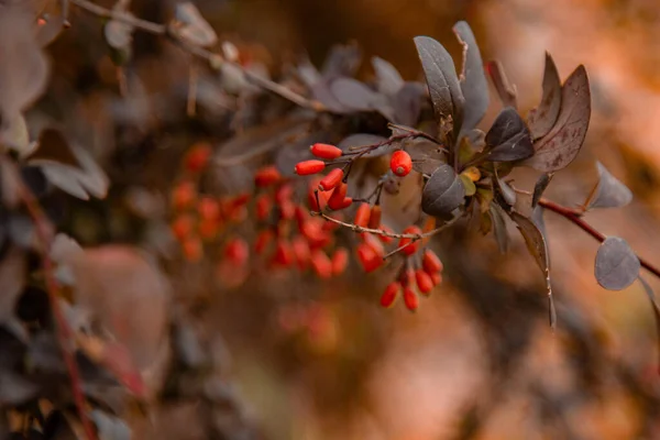 Reife Berberitzenfrüchte Wachsen Garten Frische Rote Beeren Hängen Einem Zweig — Stockfoto