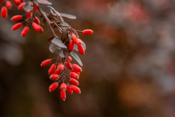 Dojrzałe Owoce Jagodowe Rosną Ogrodzie Świeże Czerwone Jagody Wiszące Gałęzi — Zdjęcie stockowe