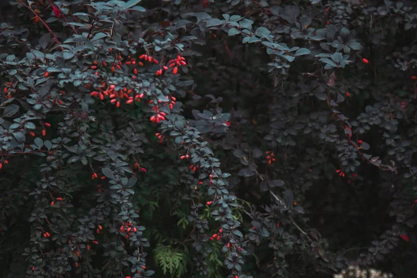 Reife Berberitzenfrüchte Wachsen Garten Frische Rote Beeren Hängen Einem Zweig — Stockfoto