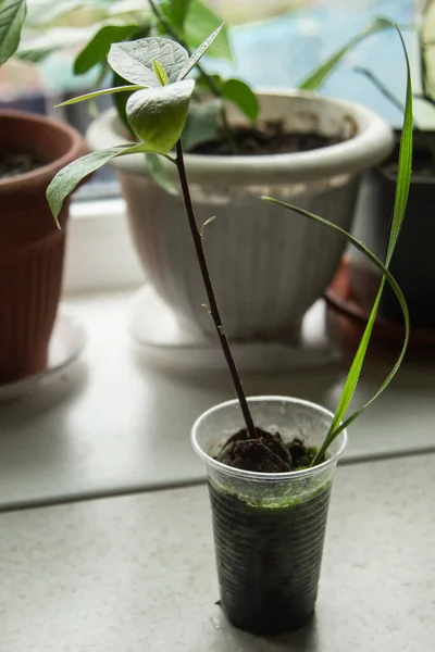 Young Fresh Avocado Sprout Leaves Grows Seed Pot Selective Focus — Stock Photo, Image