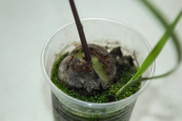 Young Fresh Avocado Sprout Leaves Grows Seed Pot Selective Focus — Stock Photo, Image