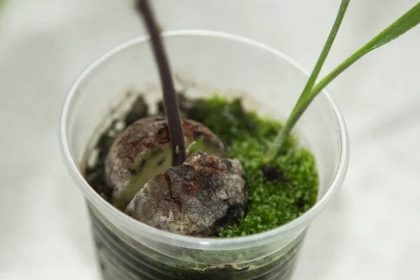 Young Fresh Avocado Sprout Leaves Grows Seed Pot Selective Focus — Stock Photo, Image