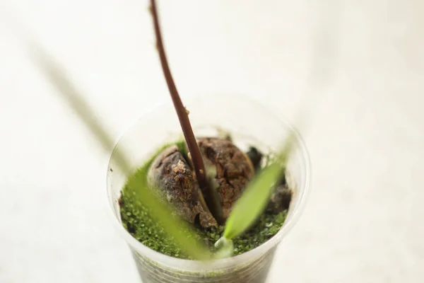 Young Fresh Avocado Sprout Leaves Grows Seed Pot Selective Focus — Stock Photo, Image