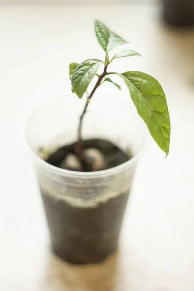 A young fresh avocado sprout with leaves grows from a seed in a pot. Selective focus