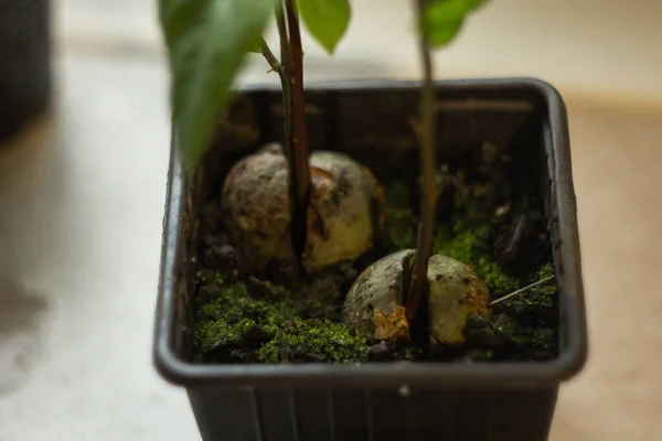 A young fresh avocado sprout with leaves grows from a seed in a pot. Selective focus