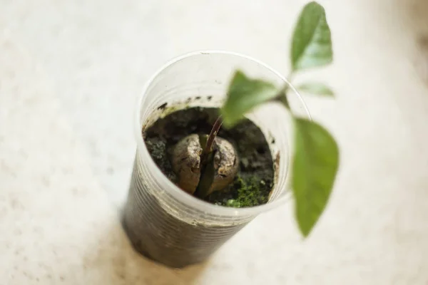 Young Fresh Avocado Sprout Leaves Grows Seed Pot Selective Focus — Stock Photo, Image
