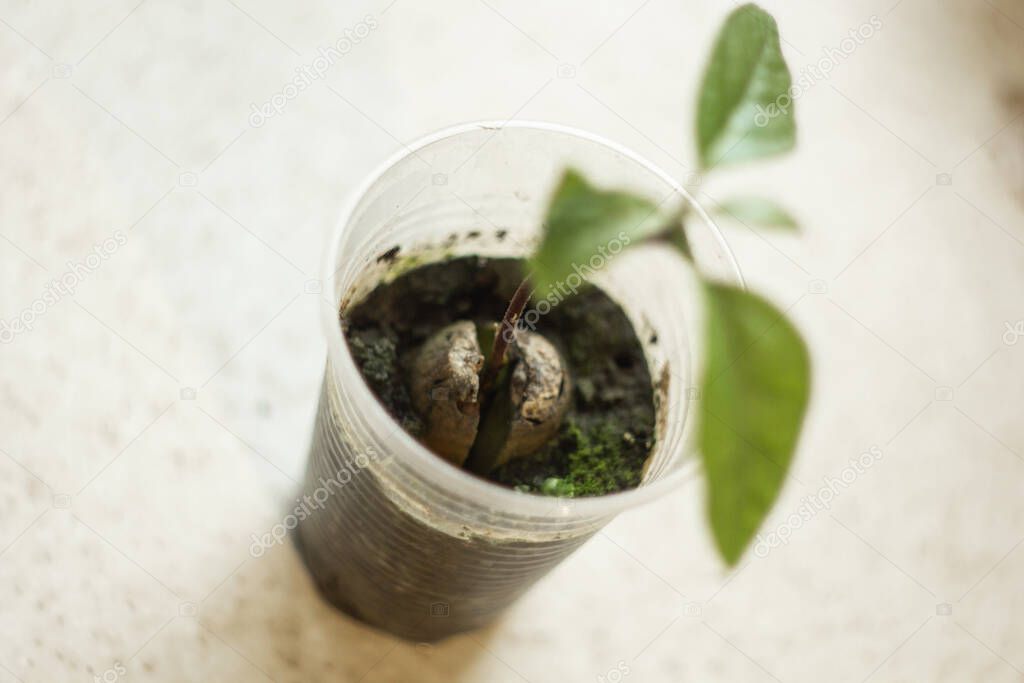 A young fresh avocado sprout with leaves grows from a seed in a pot. Selective focus