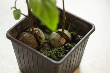 Taze taze bir avokado yaprağı kabın içindeki bir tohumdan çıkar. Seçici odak