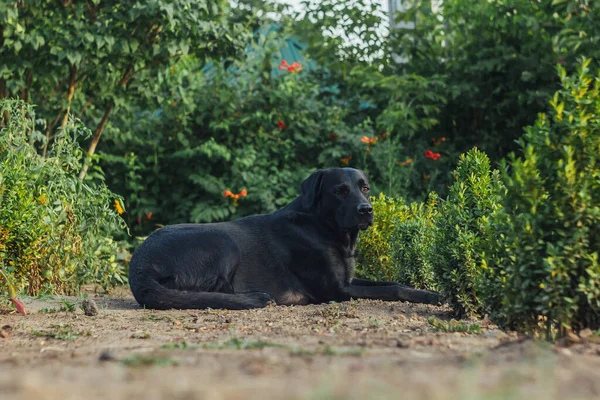 庭に座って美しい黒いラブラドールの屋外の肖像画 路上のペット 人間の友人 ガイド — ストック写真