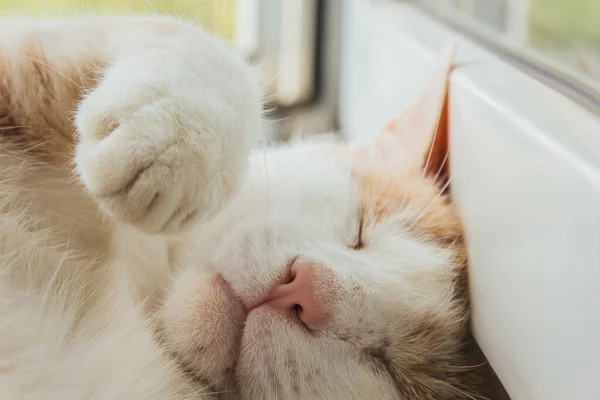 Weiße Katzennase Profil Großaufnahme Makrofoto Das Konzept Der Haustierpflege Behandlung — Stockfoto