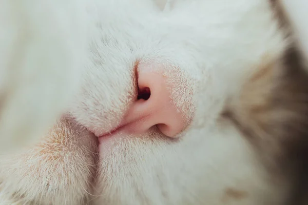 Weiße Katzennase Profil Großaufnahme Makrofoto Das Konzept Der Haustierpflege Behandlung — Stockfoto