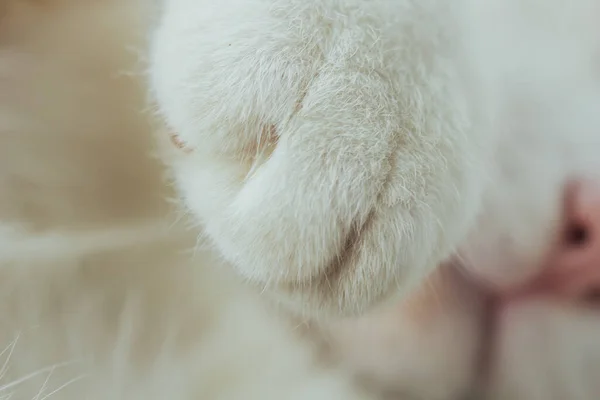 Weiße Katzennase Profil Großaufnahme Makrofoto Das Konzept Der Haustierpflege Behandlung — Stockfoto
