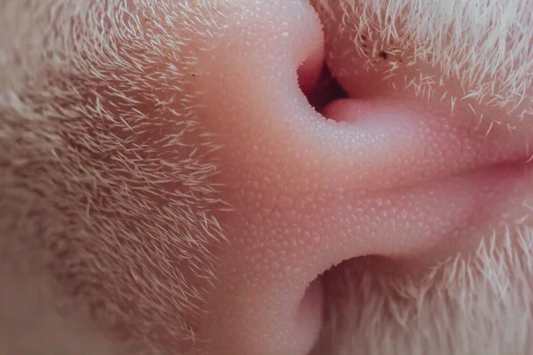 Beyaz Kedinin Burnunun Profili Yakın Çekim Makro Fotoğraf Hayvan Bakımı — Stok fotoğraf