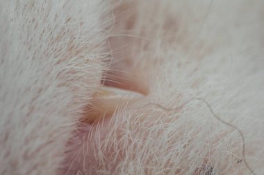 Beyaz kedinin burnunun profili. Yakın çekim, makro fotoğraf. Hayvan bakımı konsepti, kedilerin solunum organlarının tedavisi. Açık mavi arkaplan. Kopyalama alanı