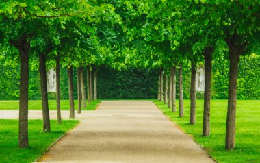 Güneş ve orman ve çayır gündoğumu, güzellikler, yatay. Güneş ışınları Parlatıcı ağaçlar ile