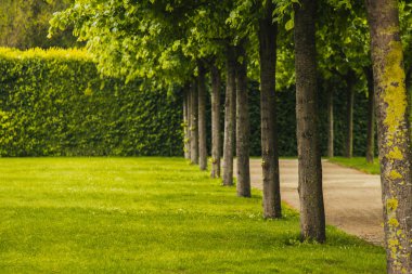 Güneş ve orman ve çayır gündoğumu, güzellikler, yatay. Güneş ışınları Parlatıcı ağaçlar ile
