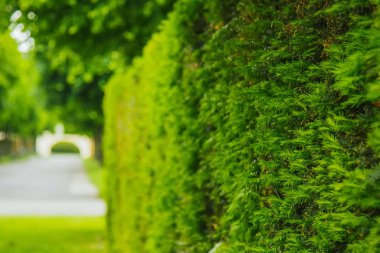 Güneş ve orman ve çayır gündoğumu, güzellikler, yatay. Güneş ışınları Parlatıcı ağaçlar ile