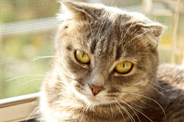 Okně Leží Skotská Kočka Šedé Barvy Lopatkovitýma Ušima Jasně Žlutýma — Stock fotografie
