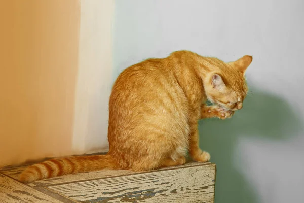 Belo Gato Cor Vermelha Lavando Enquanto Sentado Peitoril Janela Nos — Fotografia de Stock