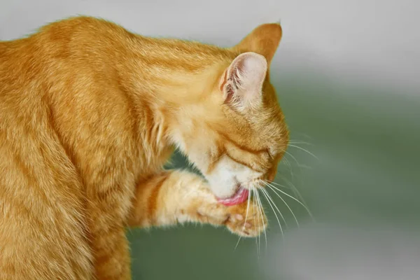 Hermoso Gato Color Rojo Lavándose Mientras Está Sentado Alféizar Ventana — Foto de Stock