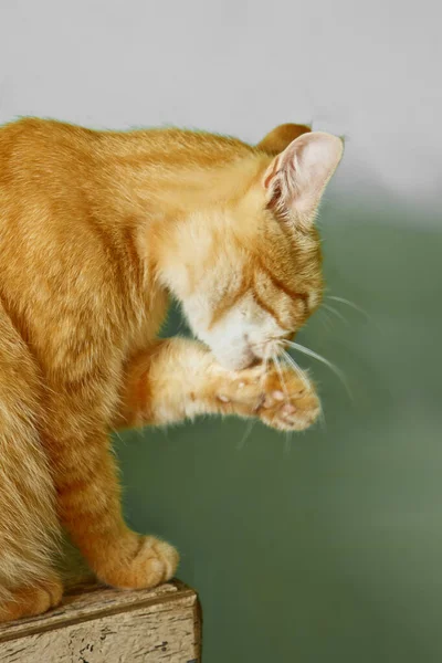 Hermoso Gato Color Rojo Lavándose Mientras Está Sentado Alféizar Ventana — Foto de Stock