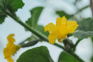 Sebzelerin üzerine bir damla su. Yağmurdan sonra. Seradaki bitkilerin üzerindeki çiy tanesi. Düzgün beslenme. Veganlık, çiftçilik, ev yapımı salatalıklar.