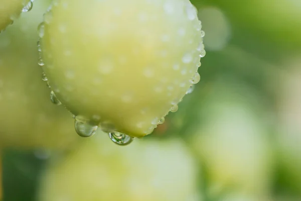 Gotas Agua Las Verduras Primer Plano Después Lluvia Rocío Las — Foto de Stock