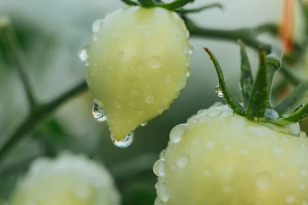Krople Wody Warzywa Zbliżenie Deszczu Rosa Roślinach Szklarni Właściwe Odżywianie — Zdjęcie stockowe