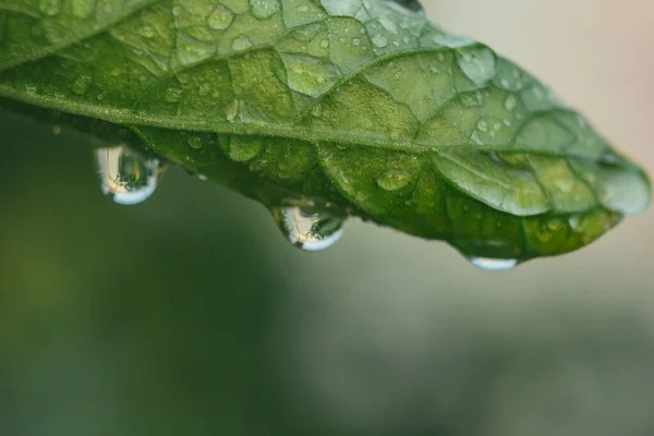 Krople Wody Warzywa Zbliżenie Deszczu Rosa Roślinach Szklarni Właściwe Odżywianie — Zdjęcie stockowe